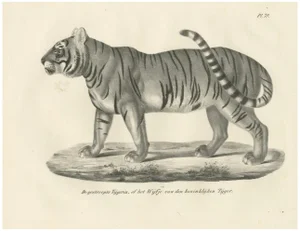 19th-Century Lithograph of the Striped Tigress, Mate of the Royal Tiger, 1836