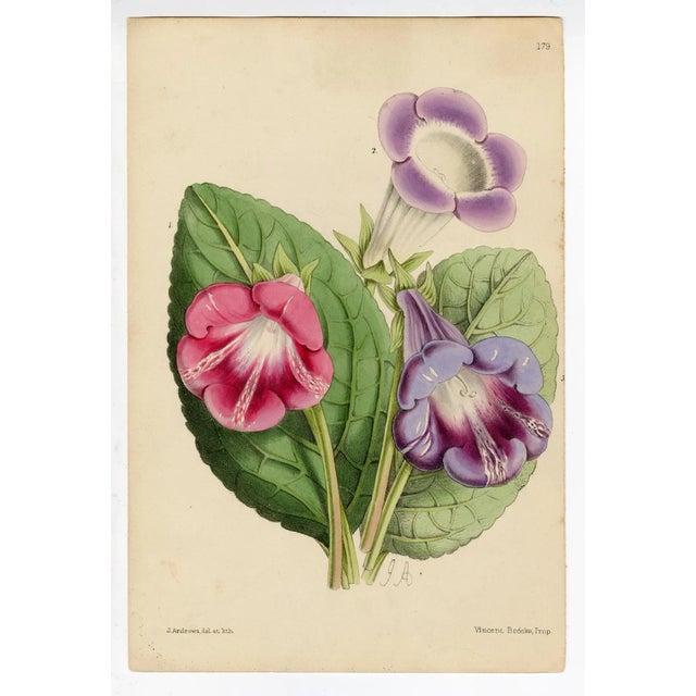 Traditional "Ipomoea Purpurea" Botanical Lithograph C. 19th Century For Sale - Image 3 of 3