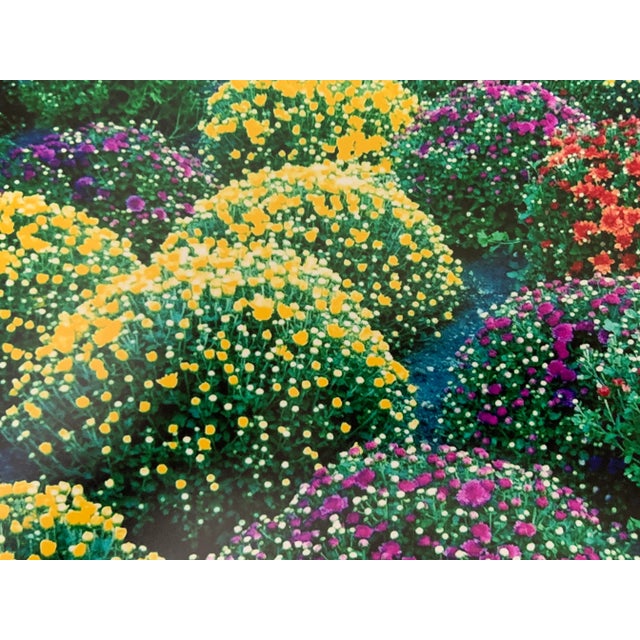 "Chrysanthemums, Park Avenue, New York" Contemporary Plein Air Photograph Print by Louise Weinberg For Sale - Image 4 of 6