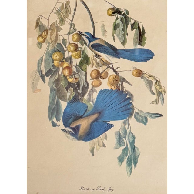 1950s Vintage Audubon-Style Framed Bird Prints — Set of Four For Sale - Image 5 of 12