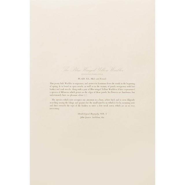 Printmaking Materials 1990s Blue Winged Yellow Warbler After Audubon, Large Cottage Print For Sale - Image 7 of 10