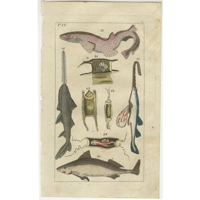 Wilhelm, White Shark, Sawfish, Catshark, 1832, Fish Prints, Set of 3 For Sale - Image 3 of 7