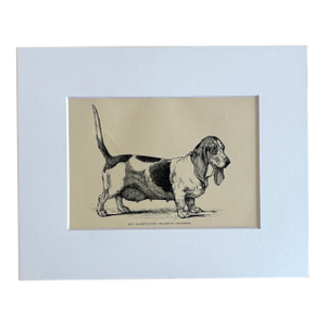 Antique Dog Print in 8 x 10 Mat, ca. 1890: "The Bassethound Champion Chopette"
