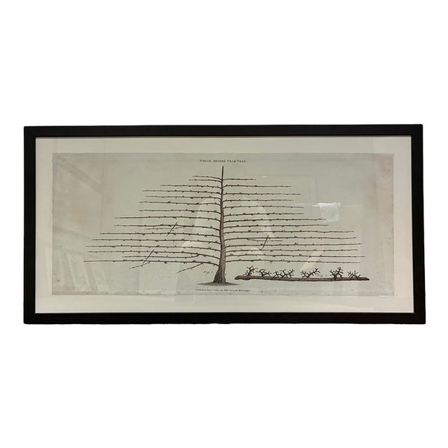 Natural Curiosities “White Beurré Pear-Tree” William Forsyth 1802 Botanical Print For Sale