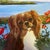 Contemporary cavalier King Charles spaniel print by Judy Henn. Measures 17x15 or 19x16.5 framed. Check out my shop Robins...