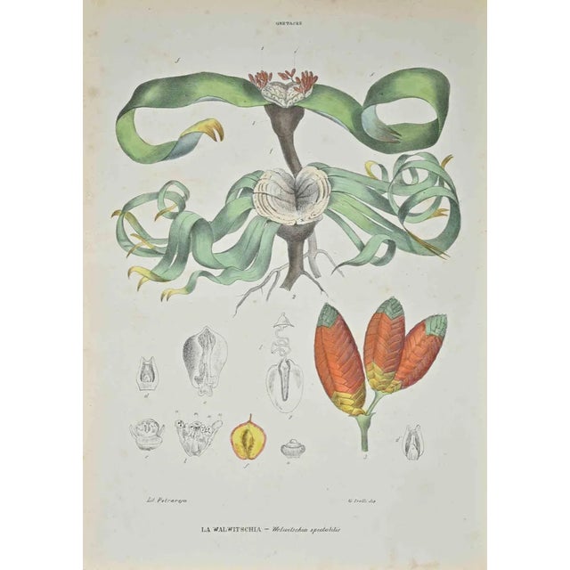 Vincenzo Tenore, Walwitschia, Lithograph, 1870s For Sale