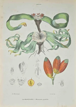Vincenzo Tenore, Walwitschia, Lithograph, 1870s