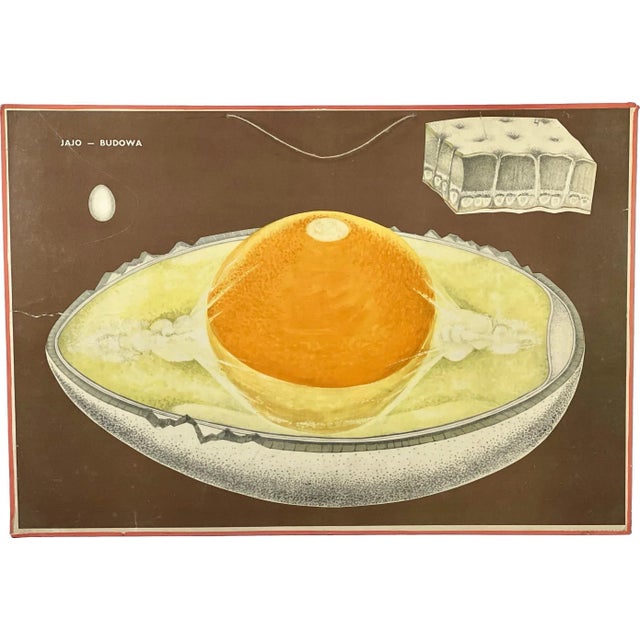 Brown Polish School Board Egg Structure, 1960s For Sale - Image 8 of 8