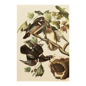 Wood Ducks After John James Audubon, 1966 Corrage Print