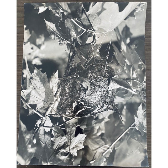 Mid 20th Century Andreas Feininger, American Photographer Nest Silver Gelatin Vintage Print For Sale - Image 5 of 5