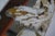 Antique White 1930s Italian Painted Mirror With Leaves From Mla For Sale - Image 8 of 9