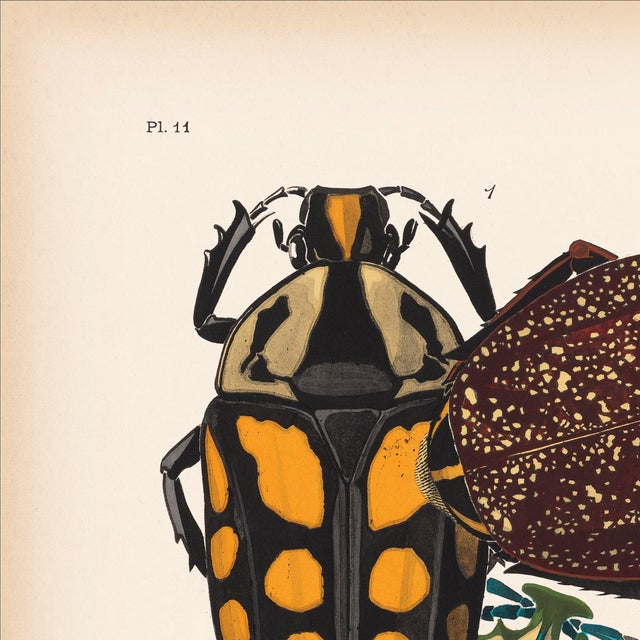 We are thrilled to present the exquisite Séguy Insects #11, available exclusively on Chairish, in the standard 14x18-inch...