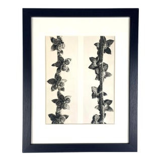 1940s Framed Botanical Blossfeldt Print - No. 27 For Sale
