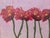 Textile Original Botanical Flower Framed Painting For Sale - Image 7 of 10