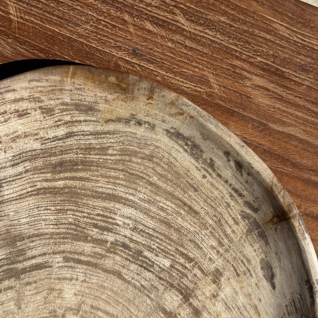 Petrified wood trinket dish or tray. Petrified wood is a fossilized wood (from the same family as magnolia) dating back 20...