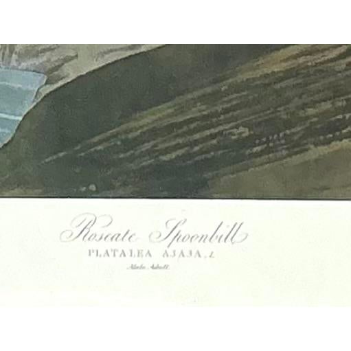 Late 20th Century Vintage Audubon Print of Pink Spoonbill For Sale - Image 5 of 12