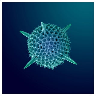 Super Hex Radiotarian Photograph For Sale