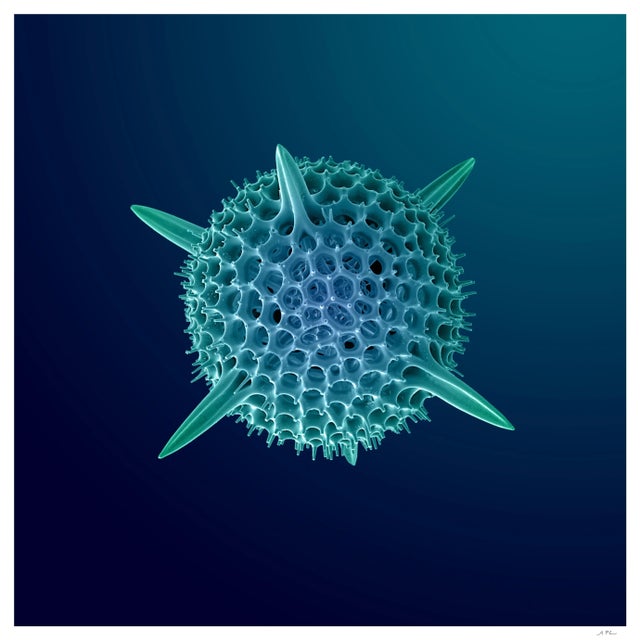 Super Hex Radiotarian Photograph For Sale