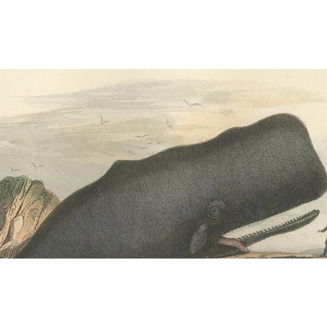 After Édouard Traviès, The Cylindrical Physale (Sperm Whale), 1840, Hand-Colored Engraving For Sale - Image 9 of 10