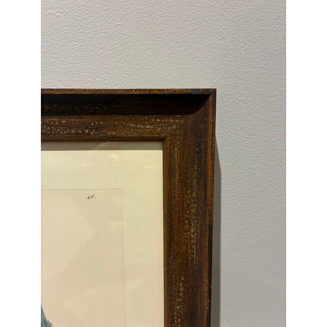 Vintage Eleazar Albin Chinese Dove Ornithological Bird Print in Dark Wood Frame For Sale - Image 4 of 5