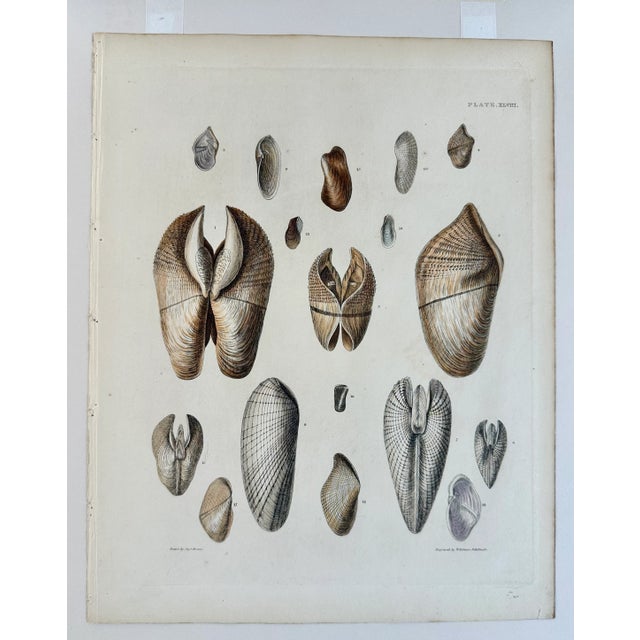 Pholas Shells, 19th Century Print For Sale - Image 4 of 5
