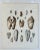 Pholas Shells, 19th Century Print For Sale - Image 4 of 5