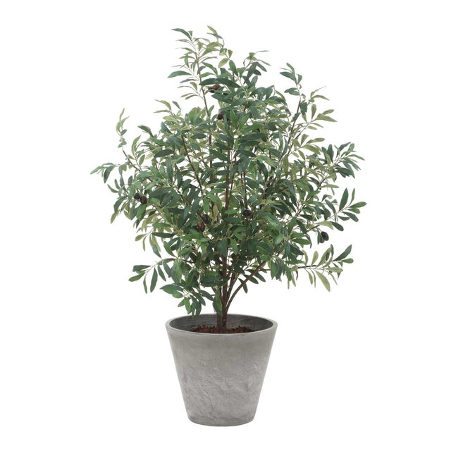 2020s Marisol Potted Olive Plant For Sale - Image 5 of 7