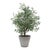 2020s Marisol Potted Olive Plant For Sale - Image 5 of 7