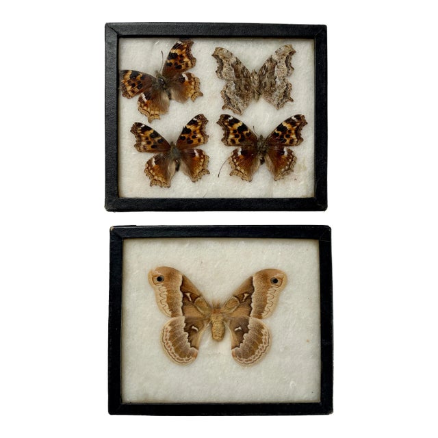 1960s Butterfly Moth Samples in Specimen Boxes- Set of 2 For Sale