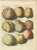 Paper Knoop, Various Apples, 1758, Print For Sale - Image 7 of 7