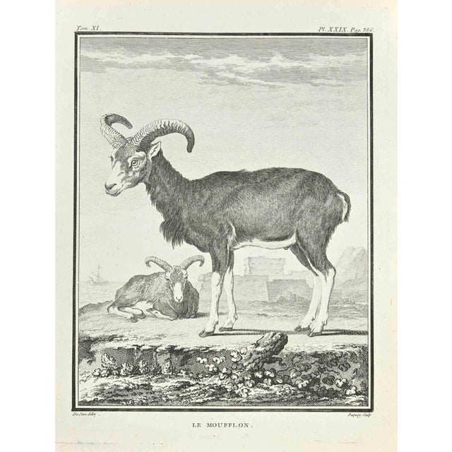 Le Moufflon is an etching made by Jean Charles Baquoy in 1771. The artwork Belongs to the suite "Natural, general and...