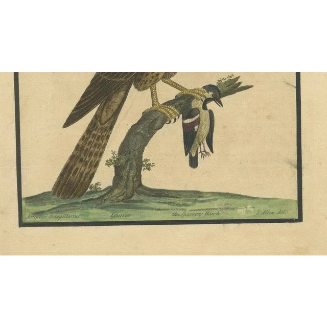 Eleazar Albin, Sparrow Hawk, 1730, Hand-Colored Engraving For Sale - Image 5 of 10
