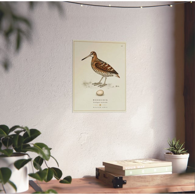 Illustration William Lewin 1789 Waterbirds Fine Art Gallery Board Print - The Woodcock For Sale - Image 3 of 12
