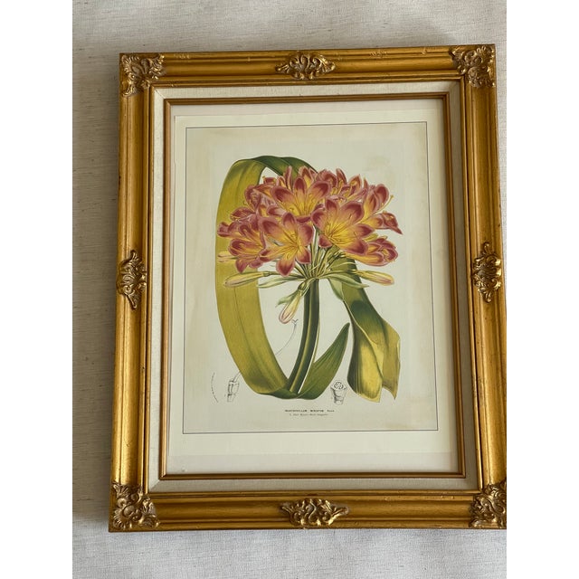 Traditional Vintage De Houte Botanical Chromolithograph in Gold Frame For Sale - Image 3 of 5