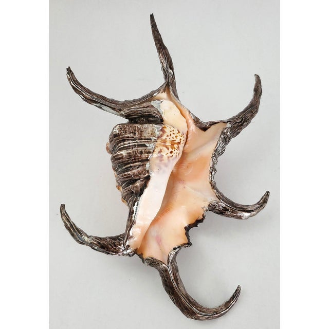 Late 20th Century Silver Dipped Spider Conch Seashell Shell Sculpture For Sale - Image 5 of 11