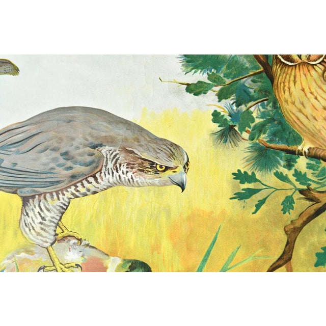 Textile Birds of Prey Wall Chart by Jung Koch Quentell, 1960s For Sale - Image 7 of 9
