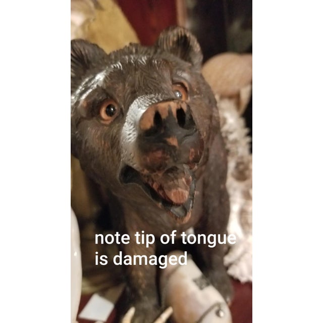 Antiique Black Forest Bear For Sale - Image 9 of 9