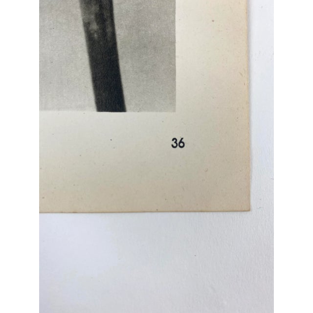 Photorealism 1940s Framed Botanical Blossfeldt Print - No. 36 For Sale - Image 3 of 5