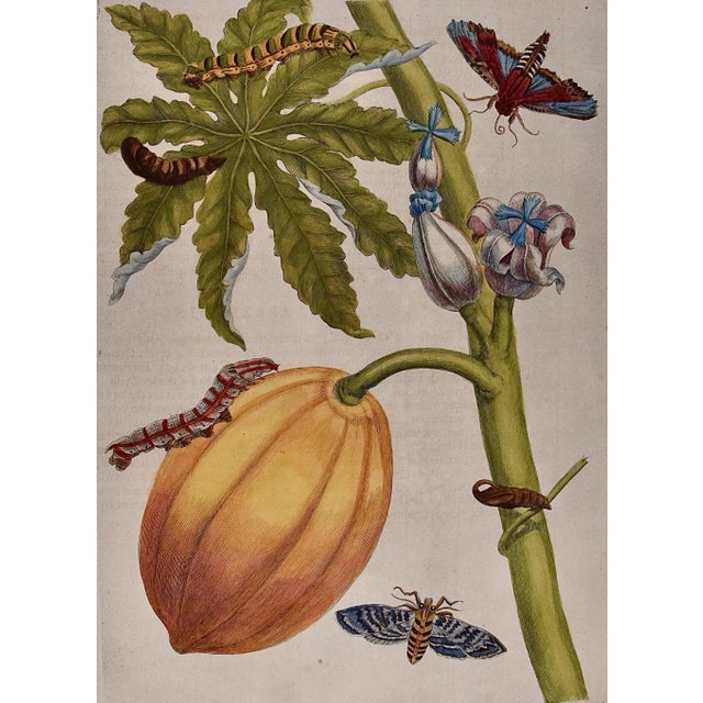 This exquisite hand-colored 18th century folio-sized engraving of a papaya plant and moth metamorphosis is plate 64 from...