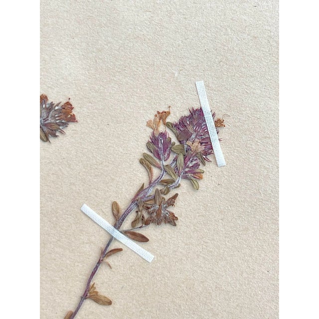 Rustic European Vintage Swedish Herbarium - Thyme, Circa 1938 For Sale - Image 3 of 6