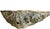 On offer is a natural giant fossilized clam shell, which at nearly 20 inches long can be used as a natural history...