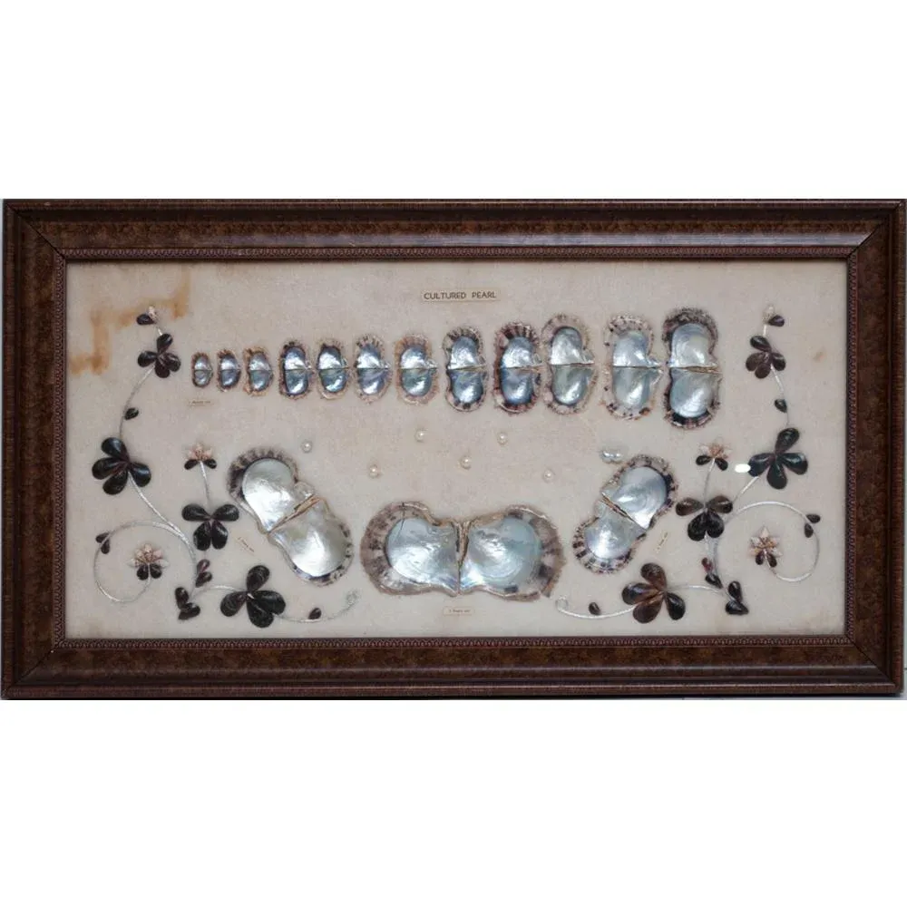 1920 Taisho Era Japanese Akoya Pearls Display for a Jewelry