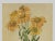 This is one of several 1902 antique chromolithograph "sunflower" botanicals that we recently purchased in Paris. (See...