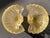 1950s Mid-Century Barovier & Toso Gold Fleck Scalloped Shell Bowls - a Pair For Sale - Image 13 of 13