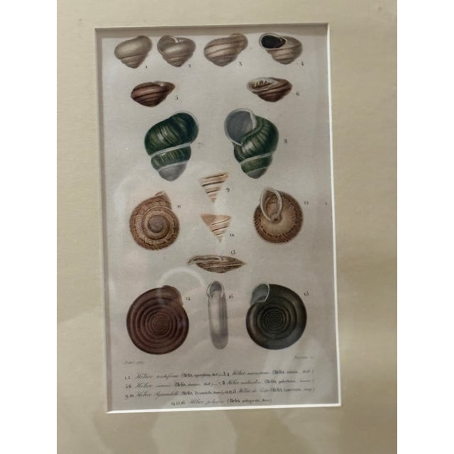 Framed 19th C Hand Colored Engravings of Insects, Reptiles and Shells For Sale In Lexington, KY - Image 6 of 9