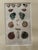 Framed 19th C Hand Colored Engravings of Insects, Reptiles and Shells For Sale In Lexington, KY - Image 6 of 9
