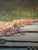 Early Oil Painting - Landscape - Mount Vesuvius and the Bay of Naples, Italy, Signed For Sale - Image 9 of 16