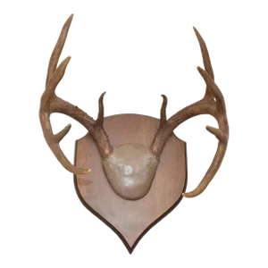 Rustic Taxidermy White Tail Deer Buck Antlers Horns Dark Wall-Mounted Plaque 70s