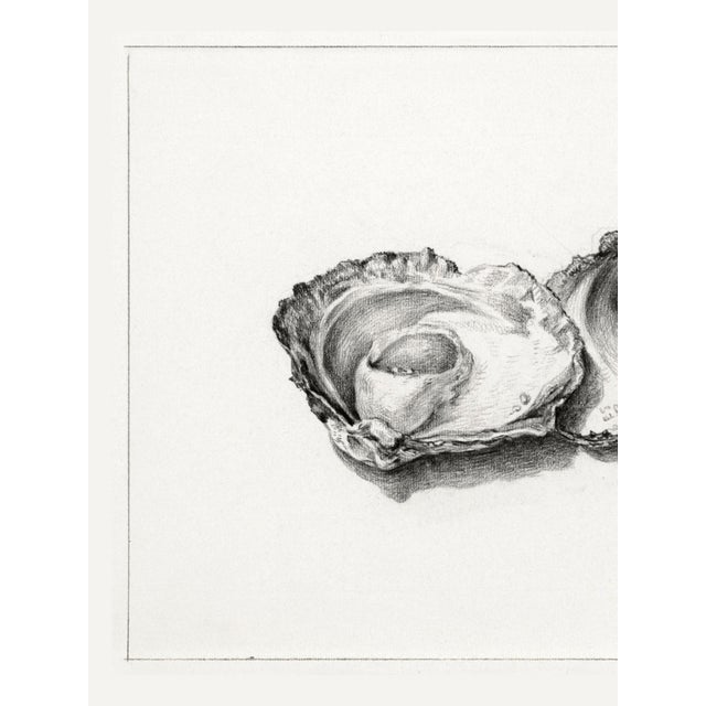 Natural history oyster wall art print reproduction of Two Opened Oysters (1824) by Jean Bernard, featuring a finely...