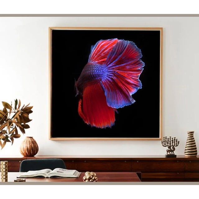 Color photograph of beta fish swimming on black. Beta 87.